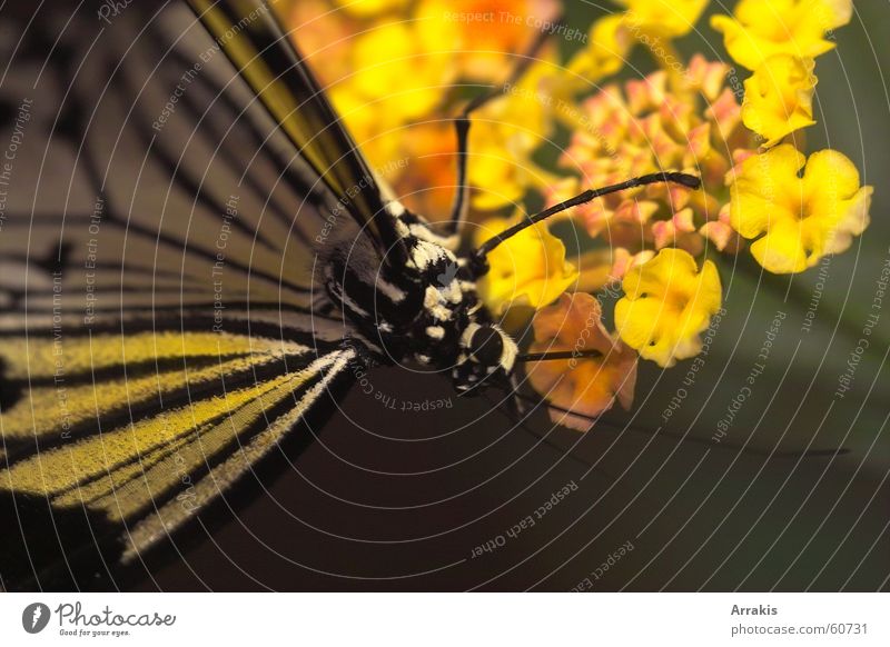 Butterfly1 Yellow Flower Wing Pollen Macro (Extreme close-up)