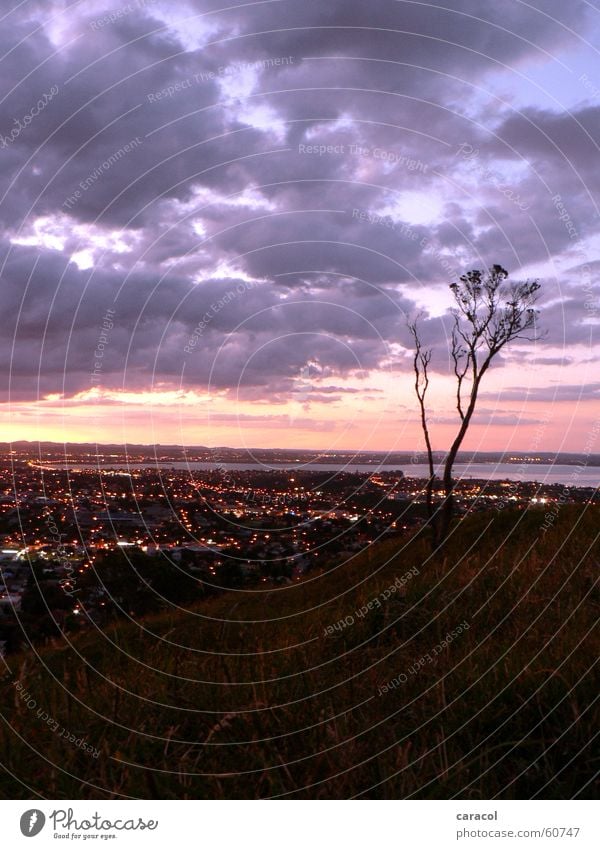 suburbia Tree Town Light Clouds Violet Pink Sunset Auckland Mount Eden New Zealand lights purple