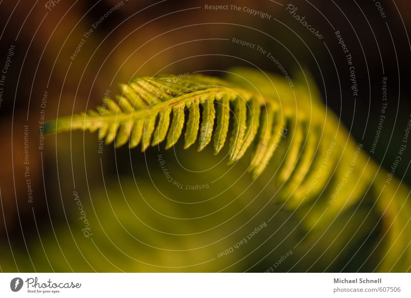 fern Nature Plant Fern Warmth Green Calm Delicate Fern leaf Exterior shot Macro (Extreme close-up) Deserted Evening Sunlight