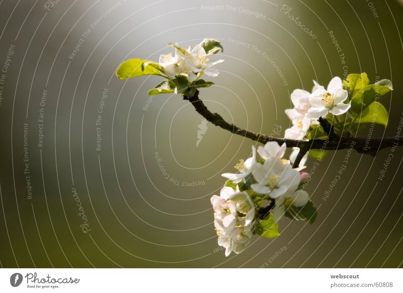 Apple blossom 1 Spring Green Nature Detail Life