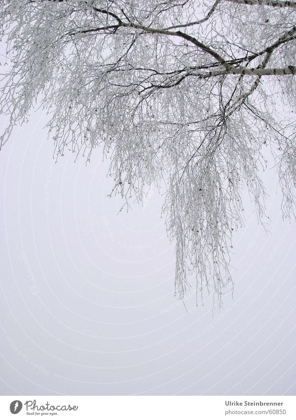 Hanging birch branches covered with hoarfrost Subdued colour Exterior shot Detail Copy Space bottom Morning Winter Fog Ice Frost Tree Cold Hoar frost Branch