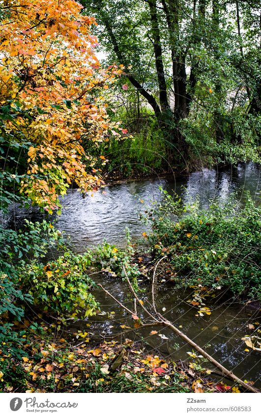 autumn Environment Nature Landscape Autumn Tree Bushes Forest Brook Fresh Cold Sustainability Natural Multicoloured Green Idyll Seasons Leaf Autumn leaves Calm