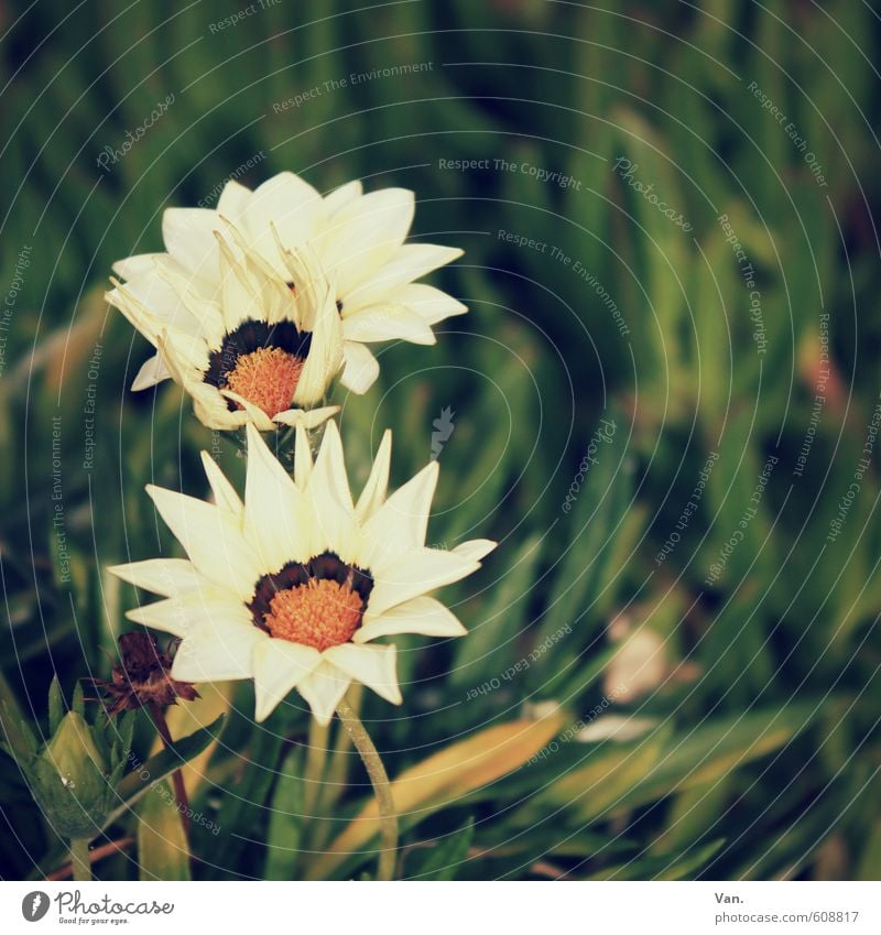 : Nature Plant Flower Grass Blossom Meadow Warmth Green White Colour photo Subdued colour Exterior shot Close-up Deserted Day Shallow depth of field