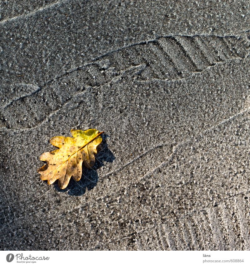 gold leaf Autumn Leaf Oak leaf Traffic infrastructure Street Lanes & trails Yellow Gray Transience Tracks Asphalt Tar Line Change Cute Colour photo Detail