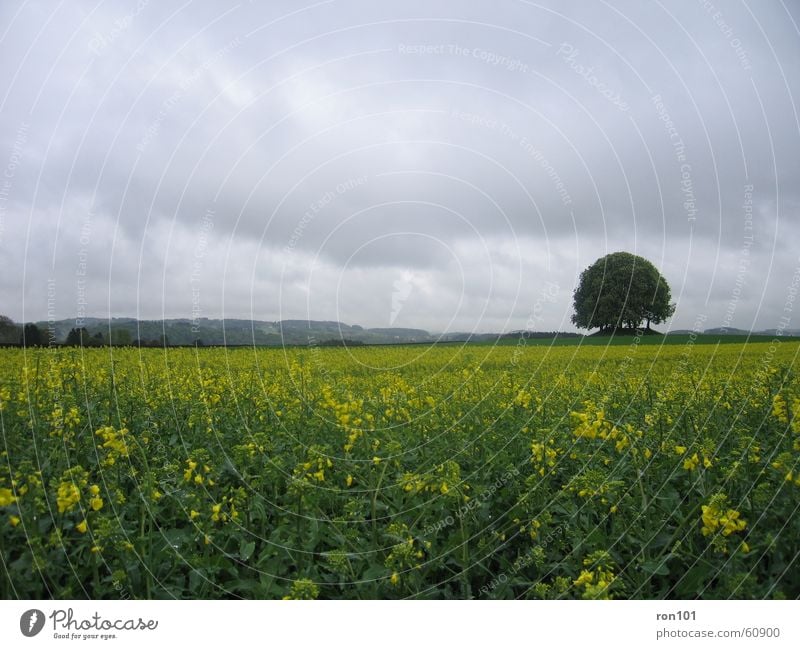 my 100th Tree Canola Clouds Field Canola field Leaf Yellow Gray Flower Hill forest cloud green Landscape Rain training Precipitation Plant