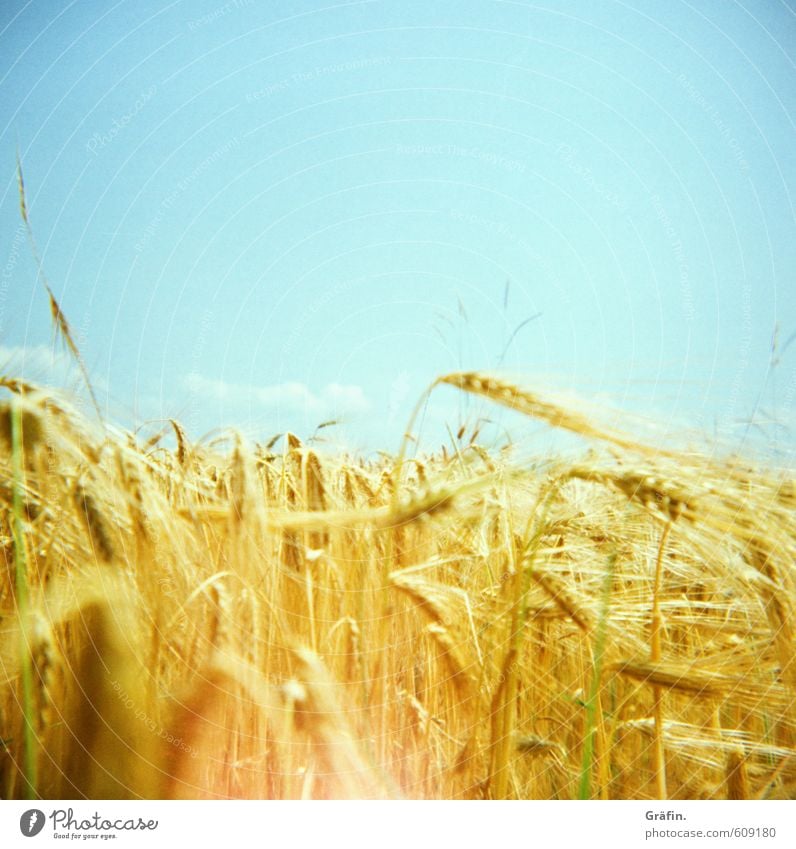 The catcher in rye Summer Sun Environment Nature Plant Beautiful weather Agricultural crop Grain field Field Growth Blue Yellow Gold Sustainability Colour photo