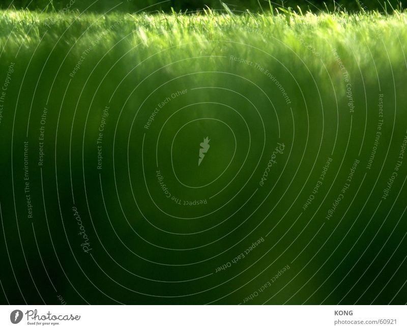 green grass Grass Green Meadow Structures and shapes Blade of grass Progress Summer Spring Park Lawn for sunbathing gradient dof oof