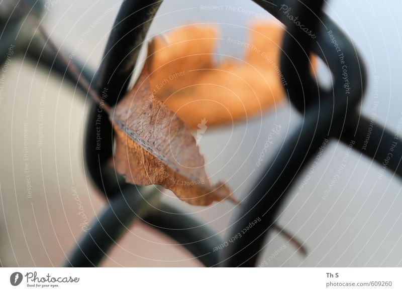 leaf Environment Nature Plant Autumn Leaf Faded Esthetic Beautiful Fence Colour photo Exterior shot Close-up Macro (Extreme close-up)