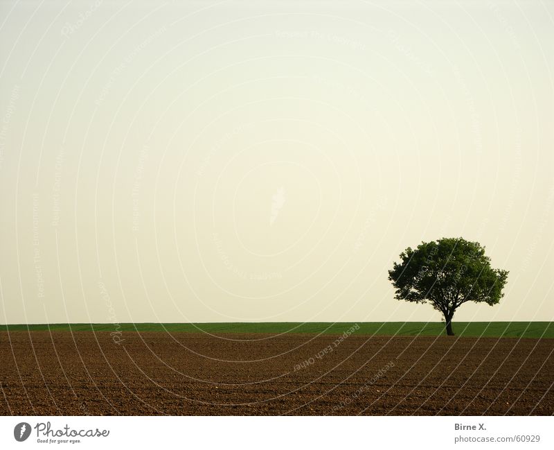 It's my favorite tree again :-) Tree Field Spring Leaf Loneliness Niederrhein Sky Nature Sparse