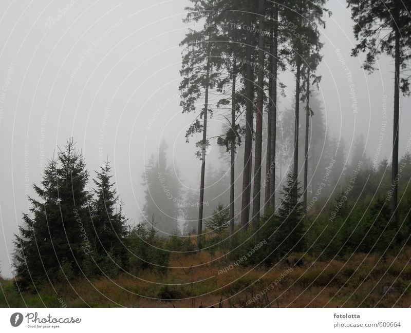 cloud forest Nature Landscape Autumn Weather Bad weather Fog Tree Bushes conifers Forest Mountain Austria Waldviertel Footpath Sadness Hiking Wet Gloomy Brown