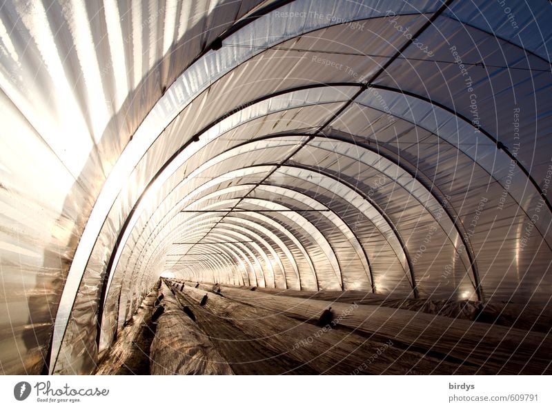 foil tunnel Market garden Workplace Agriculture Forestry Greenhouse Packing film Illuminate Esthetic Exceptional Bright Long Climate Modern Perspective Arch