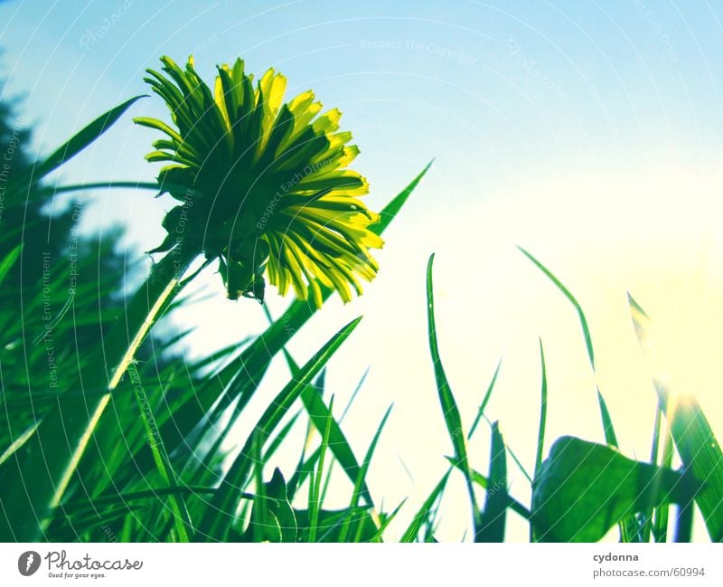 dandelion meadow Spring Meadow Flower Blossom Dandelion Yellow Green Blur Lawn for sunbathing Grass Sun Joy Detail Sky Perspective Nature