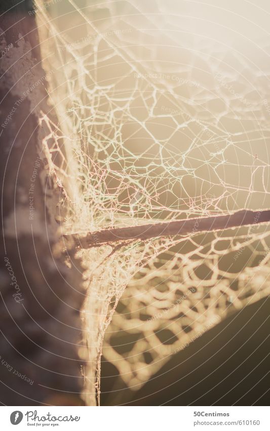 Old cobwebs in the sunset Spider Spider's web Fence Wood Peace Calm Colour photo Exterior shot Close-up Detail Macro (Extreme close-up) Day Light Shadow