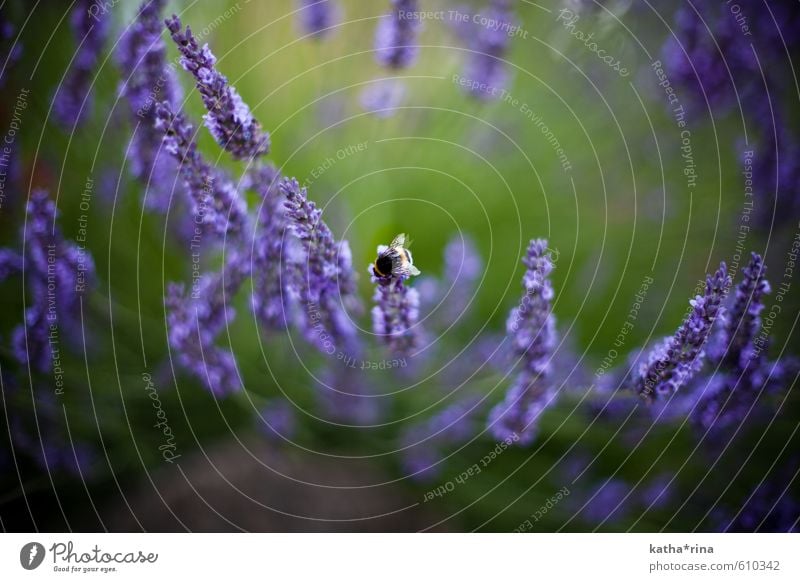 Busy bumblebee . Summer Blossom Lavender Bumble bee 1 Animal Green Violet lavender scent Colour photo Multicoloured Detail Macro (Extreme close-up) Deserted