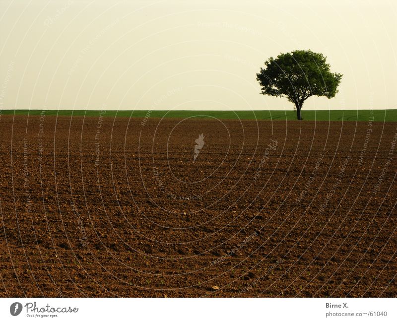 Lonely tree 2 Tree Field Loneliness Niederrhein Nature Sky Earth