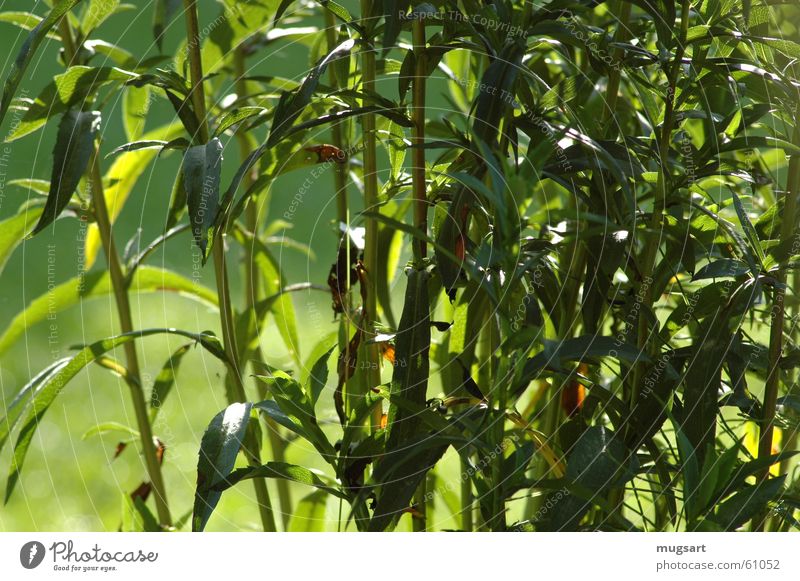 In the morning at eight in St. Veit Green Meadow Summer Common Reed Leaf Healthy Physics Nature Warmth