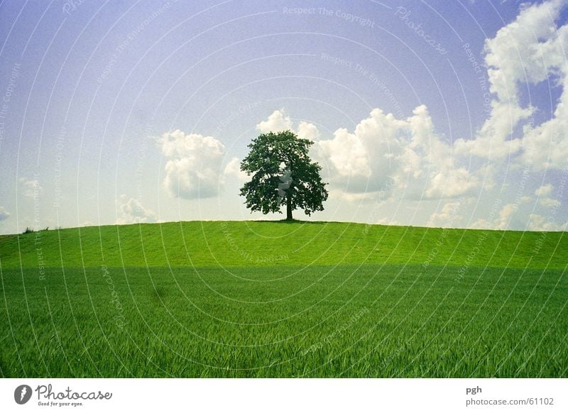 Old beautiful tree in Münsing Green Hill Clouds old beautiful tree in münsing juicy grass solitary Sky