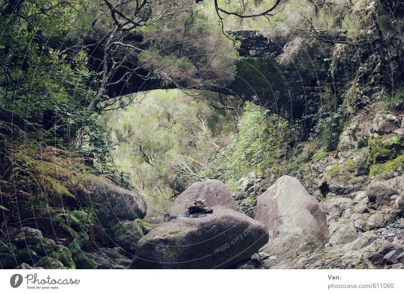 bridging day Nature Landscape Plant Earth Tree Bushes Moss Forest Virgin forest Rock Bridge Stone Old Green Narrow Colour photo Subdued colour Exterior shot