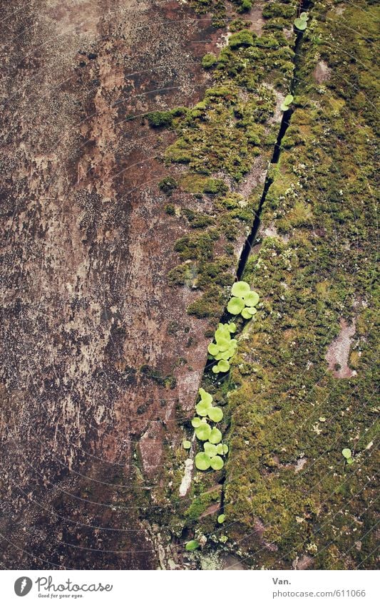 niche existence Nature Plant Moss Leaf Rock Growth Small Brown Green Column Furrow Stone Colour photo Subdued colour Exterior shot Detail Deserted Day