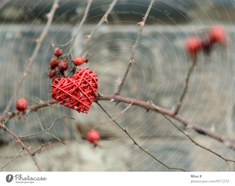 thorn heart Decoration Valentine's Day Bushes Rose Thorny Emotions Moody Love Infatuation Romance Lovesickness Jealousy Love affair Heart Rose plants Rose hip