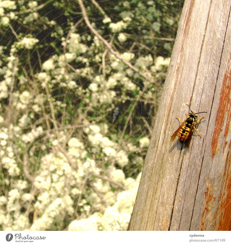 Well, also here? Bee Insect Wood Column Spring Blossom Flying Sun Blossoming snapshot Detail Joy Nature