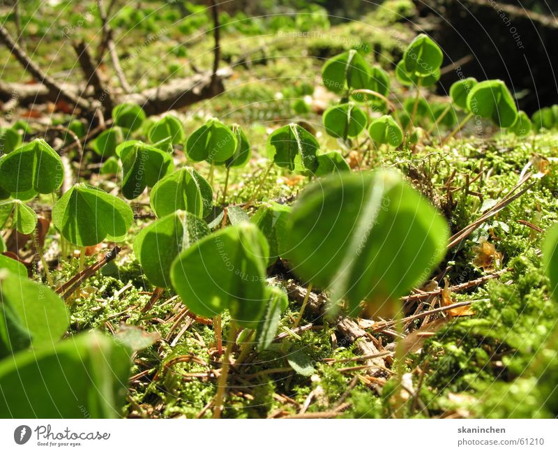 flustered state Flower Leaf Euphoria Green Tree Summer Spring Floor covering plants Earth Electricity Branch Twig