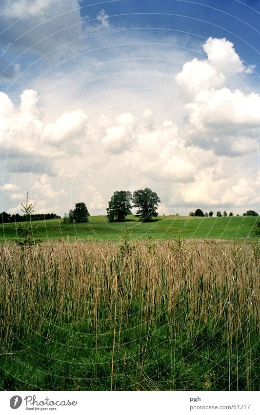 A pair of trees in Iffeldorf Clouds Grass Meadow Field Common Reed two trees Sky bavarian nature iffeldorf