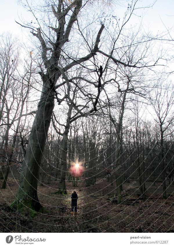 enlightenment Meditation Sun Winter Woman Adults 1 Human being Sunlight Forest Relaxation Stand Illuminate Calm Awareness Colour photo Exterior shot