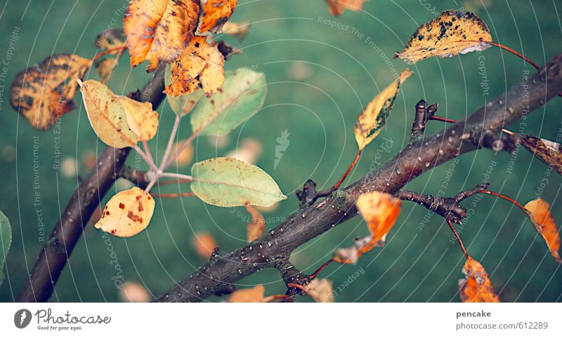 variegated Nature Autumn Leaf Garden Sign Happiness Chaos Eternity Contentment Uniqueness Joie de vivre (Vitality) Ease Sustainability Arrangement Feminine