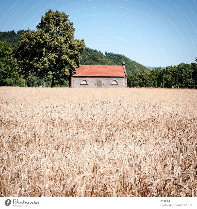 granary Nature Landscape Cloudless sky Horizon Summer Tree Field Hill Cornfield Hut Blossoming Simple Bright Beautiful Warmth Colour photo Exterior shot