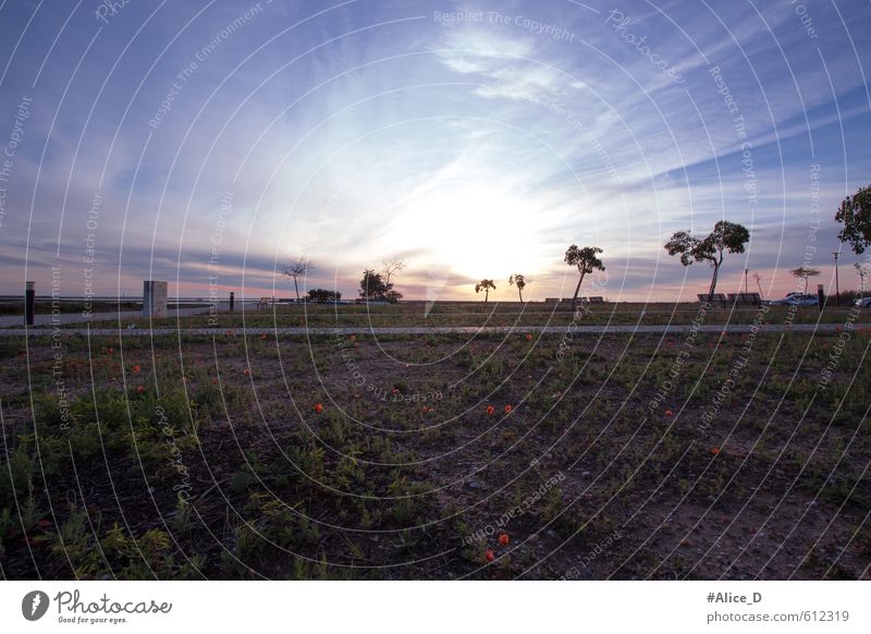 Blue hour Nature Landscape Sky Horizon Sunrise Sunset Beautiful weather Flower Grass Blossom moonflowers Park Meadow Coast olhao Algarve Portugal Europe