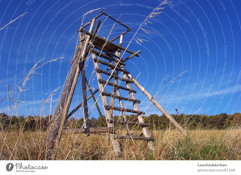 Up to heaven Grass Forest Edge of the forest Hunter Blue Sky Grain Hunting