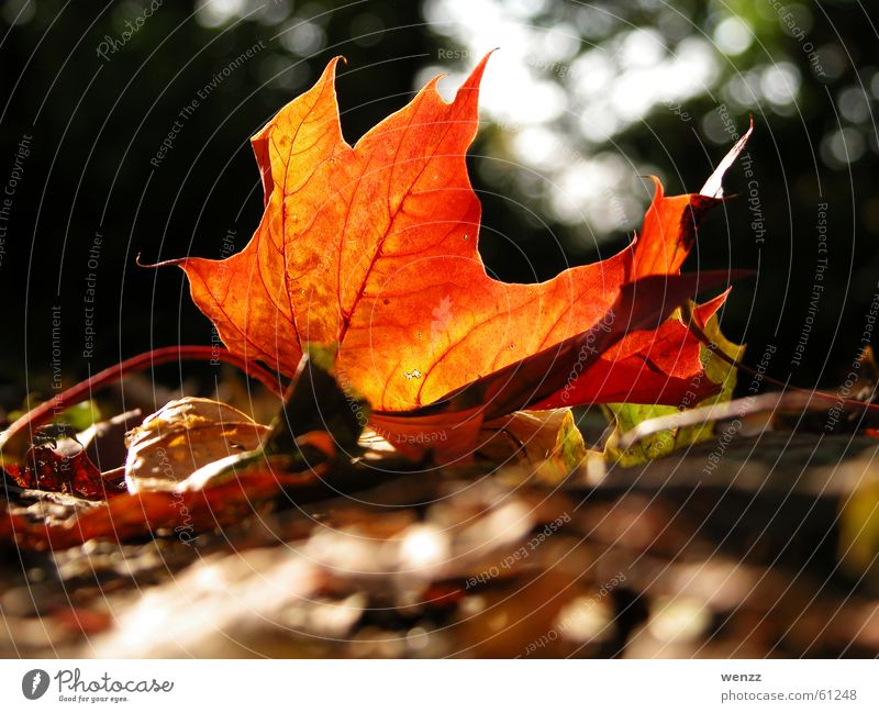 glowing maple leaf Tree Leaf Vessel Maple tree Maple leaf Autumn Sun Branch