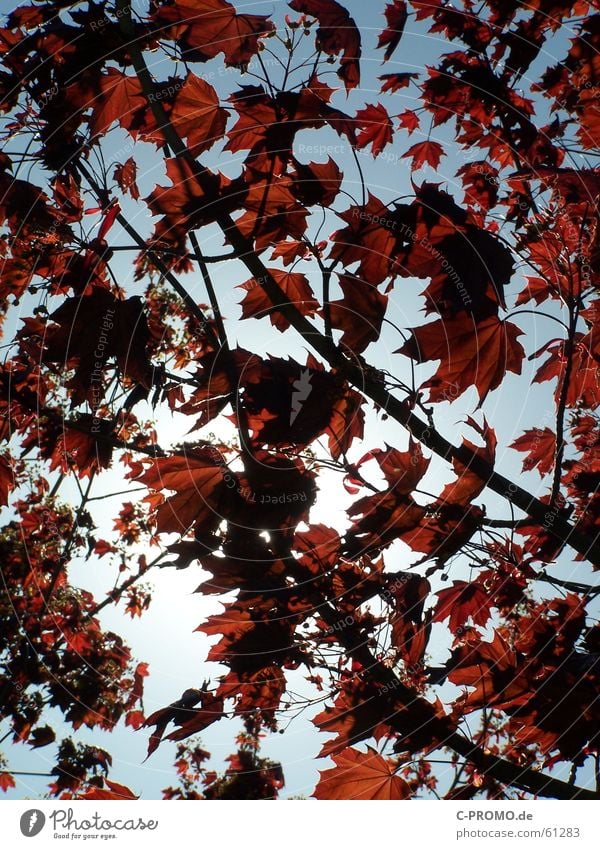 Like a leaf in the wind... Jump Plant Leaf Tree Spring Red Clouds Light Sky Nature Grief Distress Autumn Branch maple tree sheet sheets Twig Blue leaves