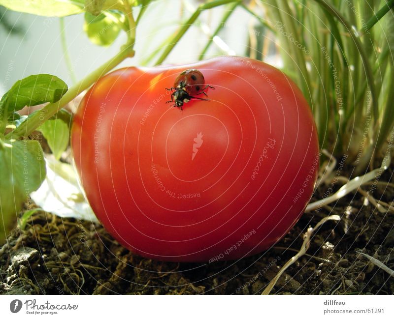 mountaineer Ladybird Caresses Round Meadow Plantation Red Green Summer Safety (feeling of) Contentment Still Life Dinghy Yellow Bow Insect Beetle Garden