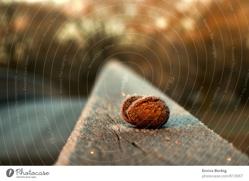 The walnut on the bridge Nature Landscape Sunrise Sunset Sunlight Winter Beautiful weather Ice Frost Park Forest Bridge Manmade structures Pedestrian Wood