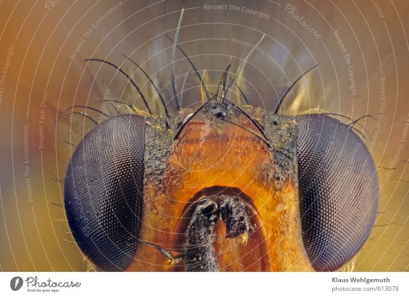 Like a punk, the fruit fly appears for the photo session.  Fruit fly at approx. 50x magnification. Environment Nature Animal Hair and hairstyles Punk Fly 1