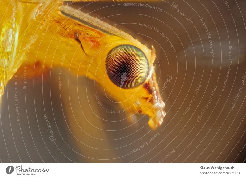 Like a dragon from a fairy tale, the side view of a lacewing appears in approx. 50x magnification. Environment Nature Animal Dead animal Fly Animal face 1