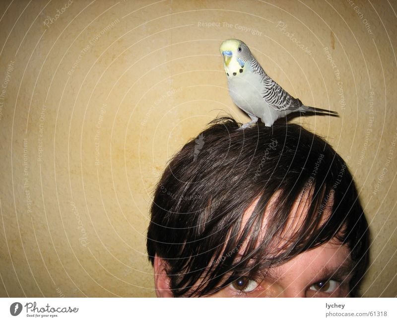 bubi upside down Budgerigar Gray Half Pervasive Brown Fat Think Interior shot half face intesive Face Looking Eyes Hair and hairstyles Strand of hair