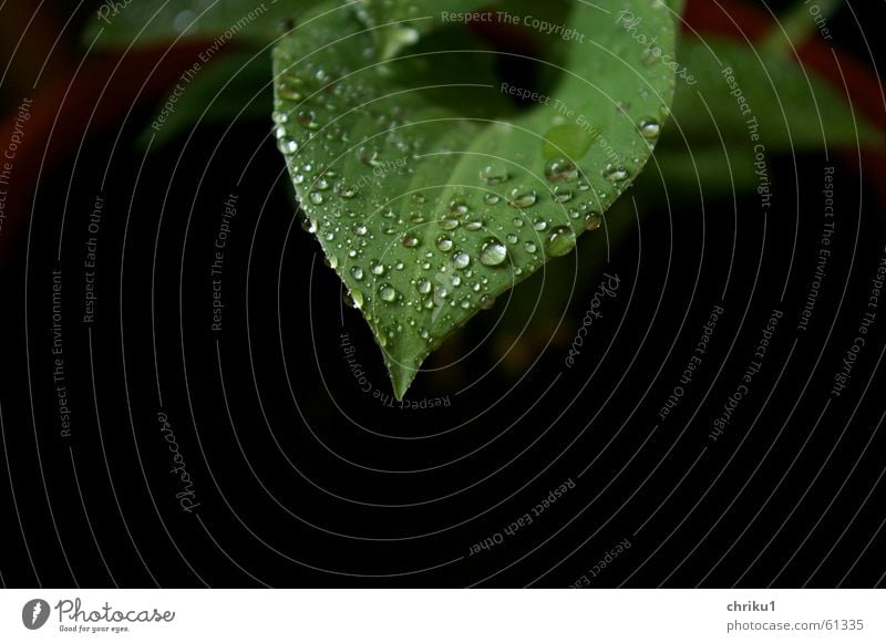 Funkie in the rain Hosta Plant Balcony Clay pot Pot plant Green Black Drops of water Wet Maturing time Leaf Bad weather Exterior shot shade plant Nature Earth