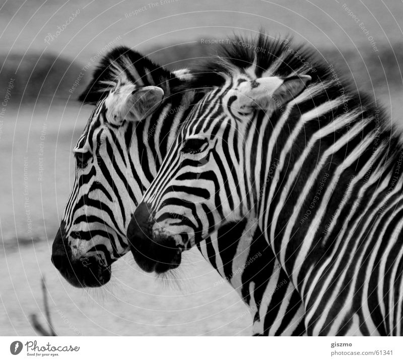 zebras Zebra In pairs Pair of animals