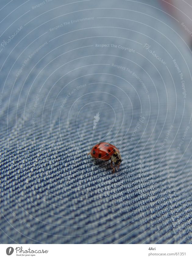 ladybird landing site Ladybird Animal Insect Jeans 6 legs Point