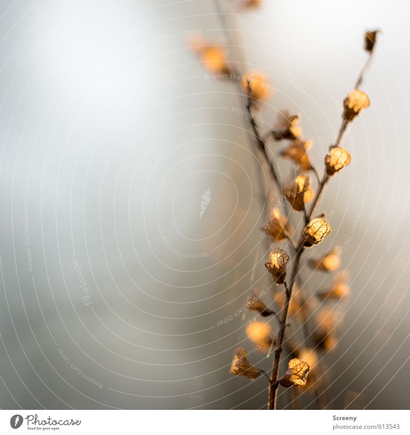 Solar heated Nature Autumn Winter Plant Bushes Forest Dry Moody Warm-heartedness Serene Patient Calm Ease Decline Glow Withered Colour photo Exterior shot