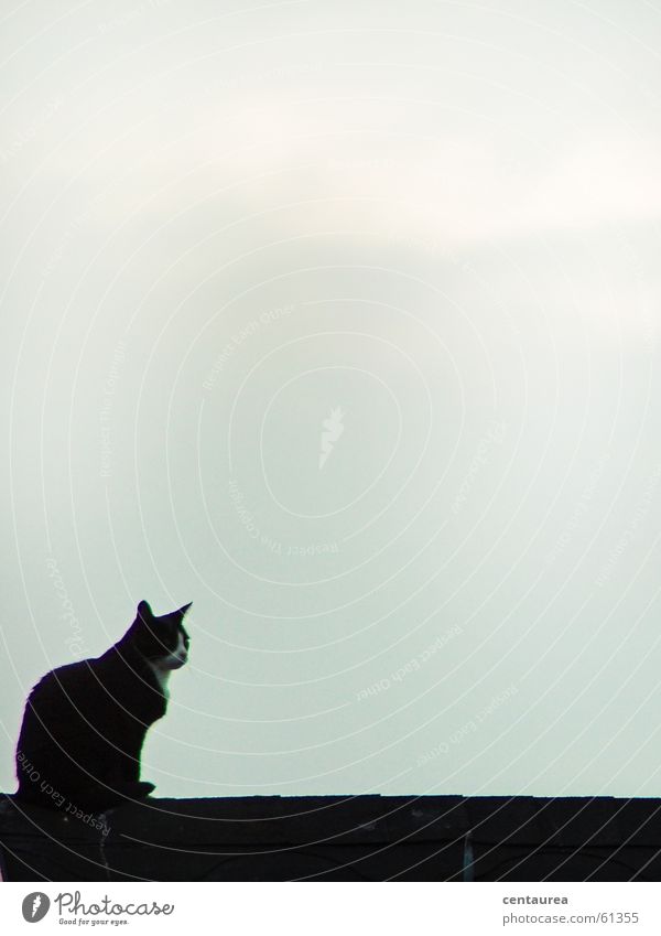 Bad cat on the roof Roof Cat Domestic cat Observe Search Vantage point Evening