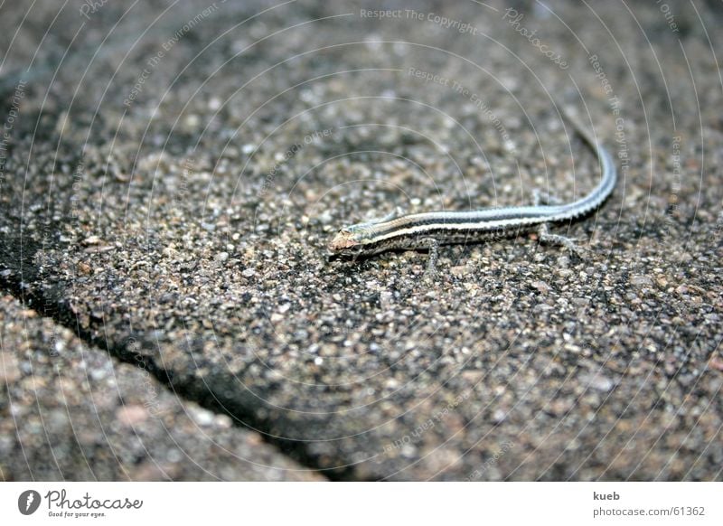 Lizard on stone floor Lizards Stone floor Animal Australia Small Saurians Exterior shot Macro (Extreme close-up) disguised magnetic island