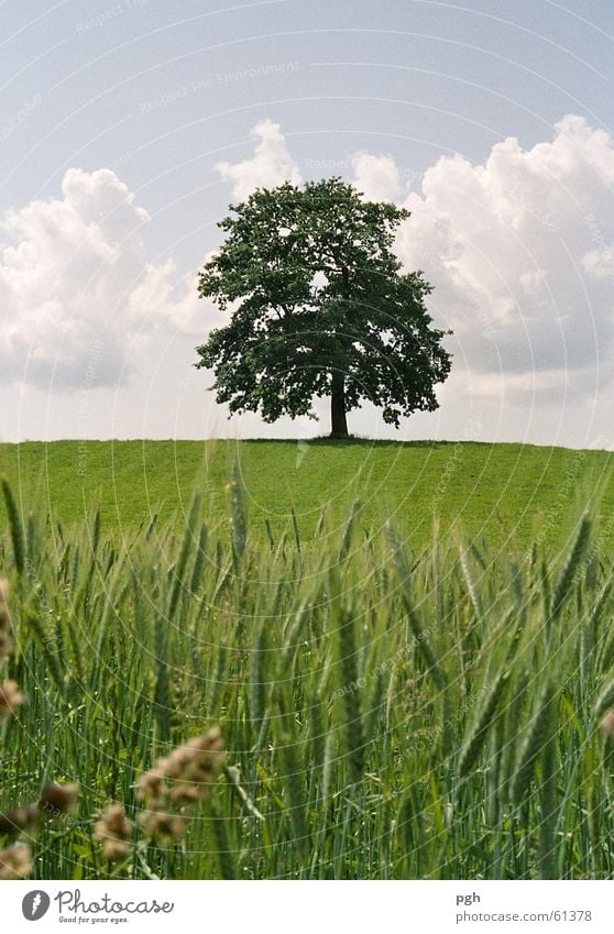 Beautiful tree in Münsing Green Wheat Wheatfield Clouds old tree juicy grass solitary Hill Sky