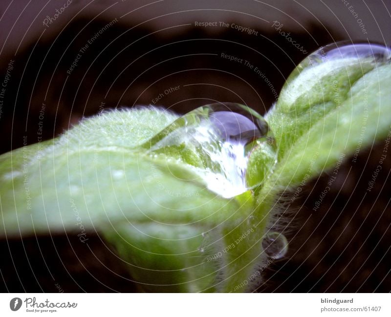 After The Rain Flower Sunflower Plant Glittering Green Reflection Light Drops of water drop Water waterdrop