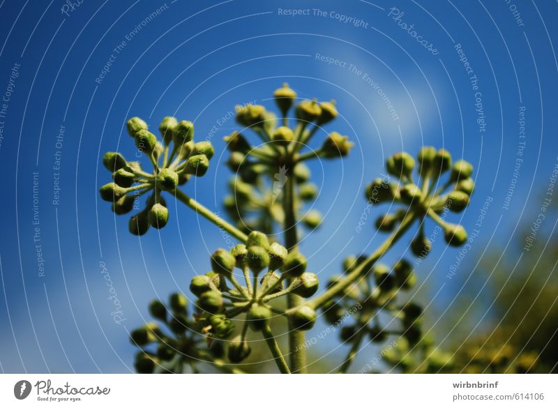 green and blue... Herbs and spices Summer Garden Nature Sky Ivy Leaf Blossom Foliage plant Blossoming Faded Fragrance Blue Green Colour photo Close-up Detail