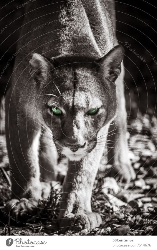 Puma on the hunt Zoo Animal Wild animal Cat Big cat 1 Catch To feed Aggression Esthetic Athletic Threat Free Smart Speed Beautiful Green Emotions Power Brave