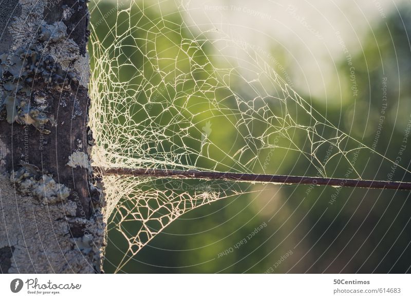 Old spider's web at the edge of the forest Environment Spider Spider's web Poverty Broken Indifferent Colour photo Subdued colour Close-up Detail Day